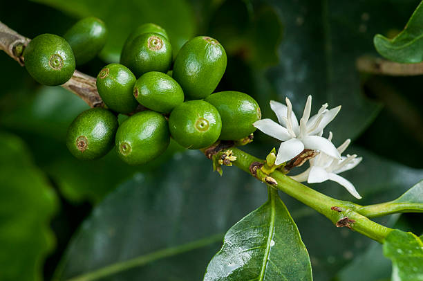 green coffe rostlina